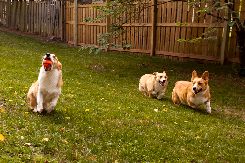 Three adorable corgis playing fetch in the yard.