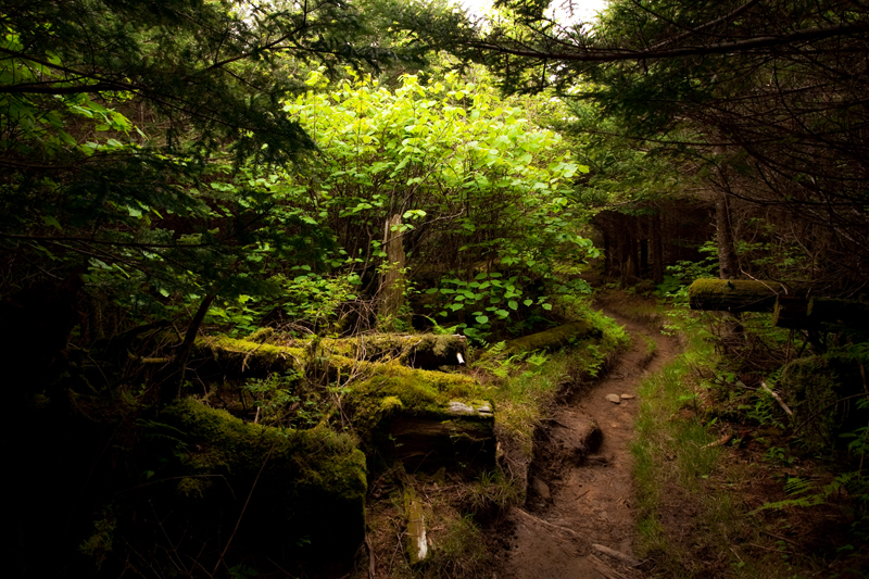 Smoky Mountains Hike to Siler's Bald