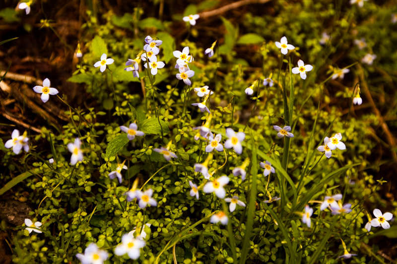 Smoky Mountains Hike to Siler's Bald