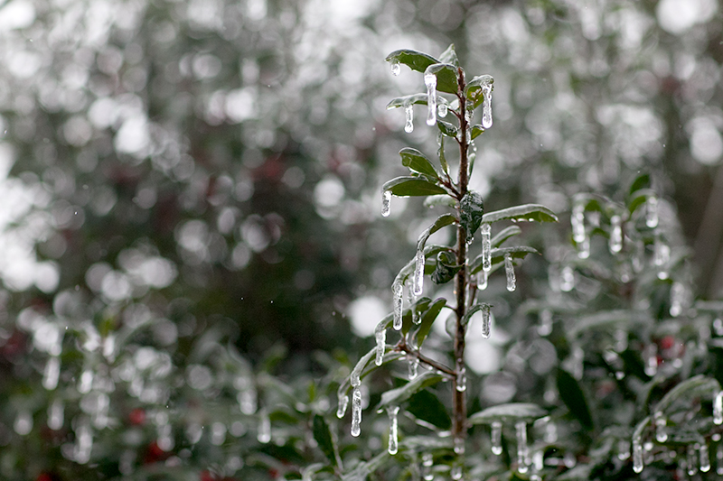 Knoxville Tennessee Ice Storm January 2013