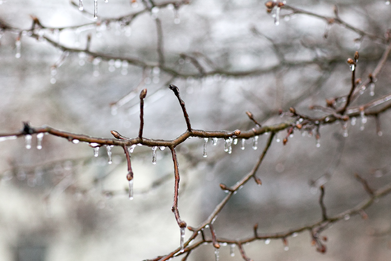 Knoxville Tennessee Ice Storm January 2013