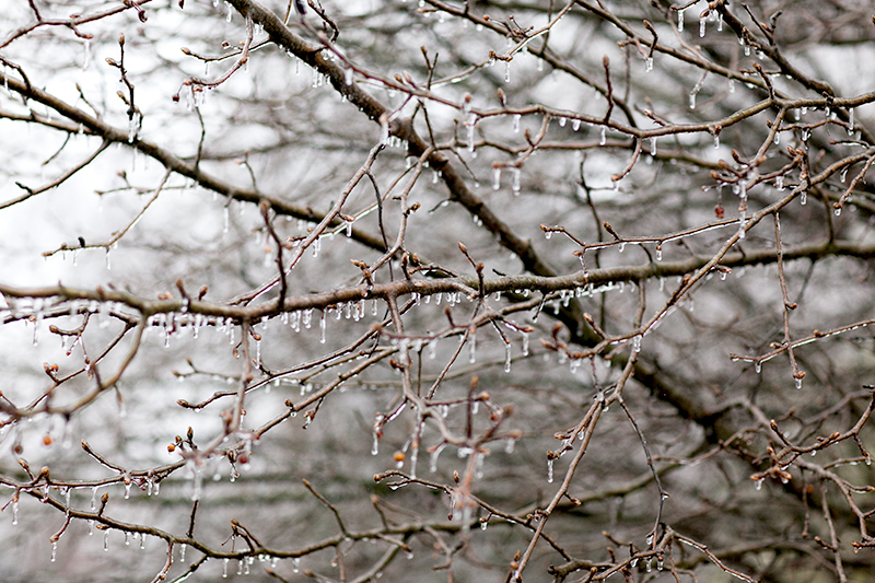 Knoxville Tennessee Ice Storm January 2013