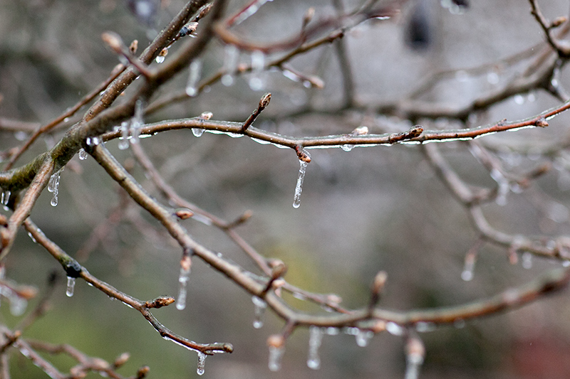 Knoxville Tennessee Ice Storm January 2013