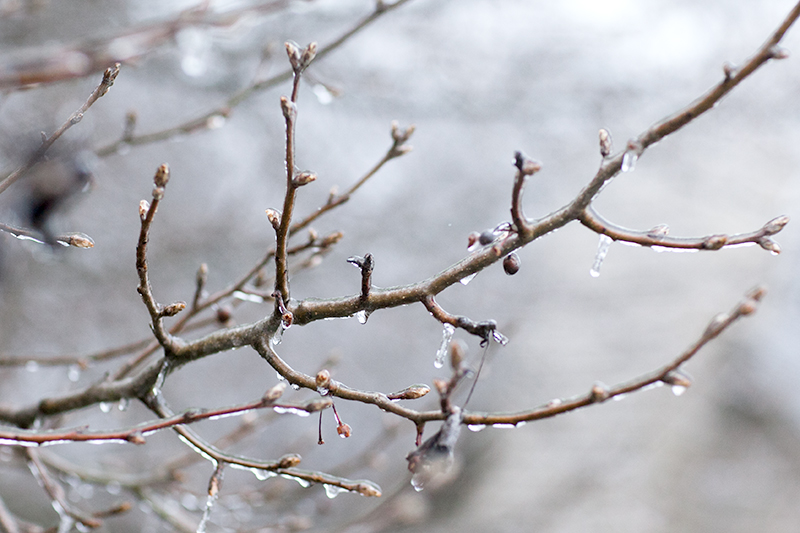 Knoxville Tennessee Ice Storm January 2013