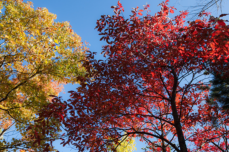 hike to spence field and rocky top in the smoky mountains