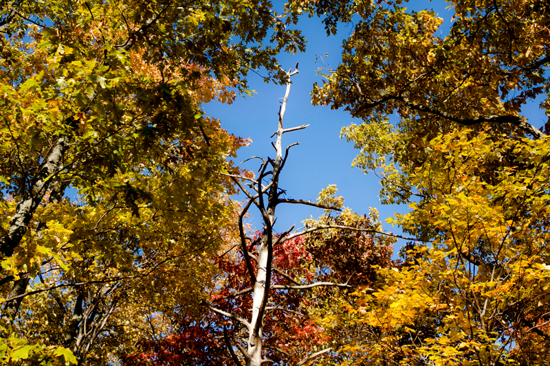 hike to spence field and rocky top in the smoky mountains