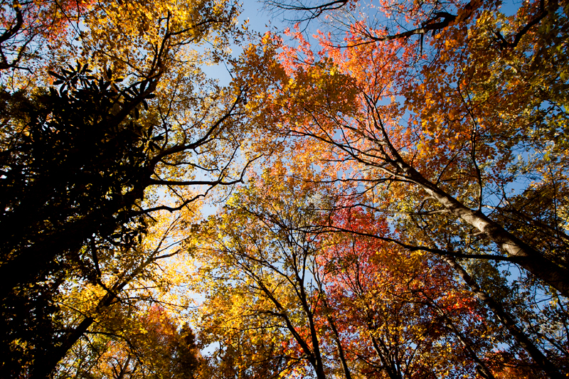 hike to spence field and rocky top in the smoky mountains