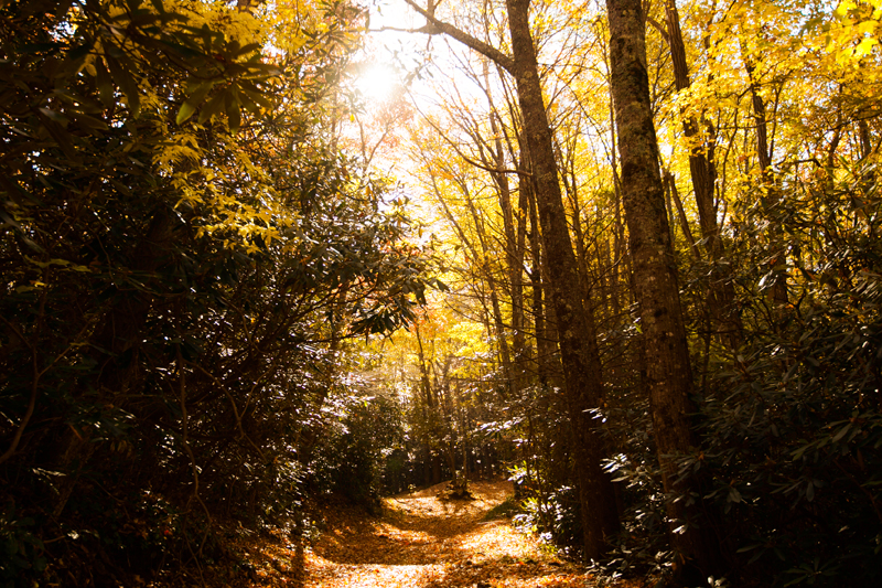 hike to spence field and rocky top in the smoky mountains