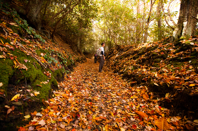 hike to spence field and rocky top in the smoky mountains