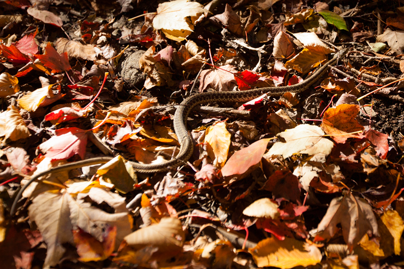 hike to spence field and rocky top in the smoky mountains