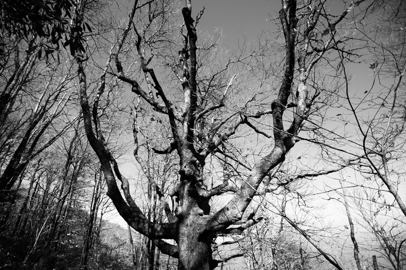 hike to spence field and rocky top in the smoky mountains