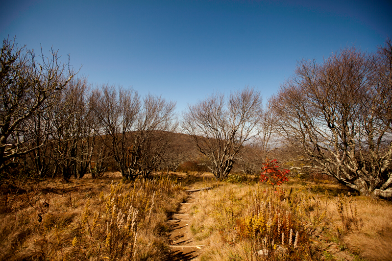 hike to spence field and rocky top in the smoky mountains