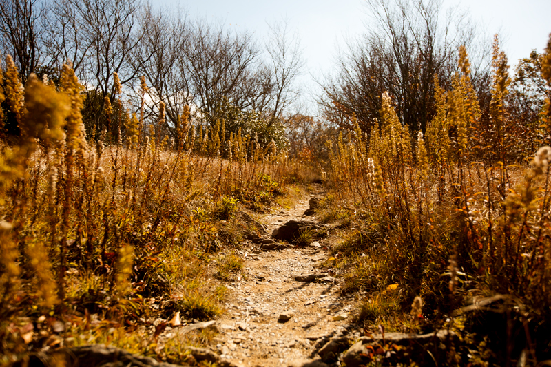 hike to spence field and rocky top in the smoky mountains