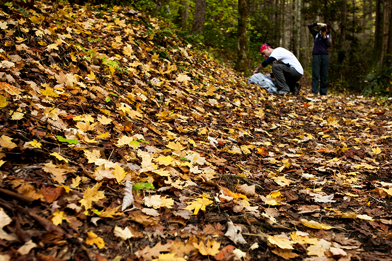 hike to spence field and rocky top in the smoky mountains