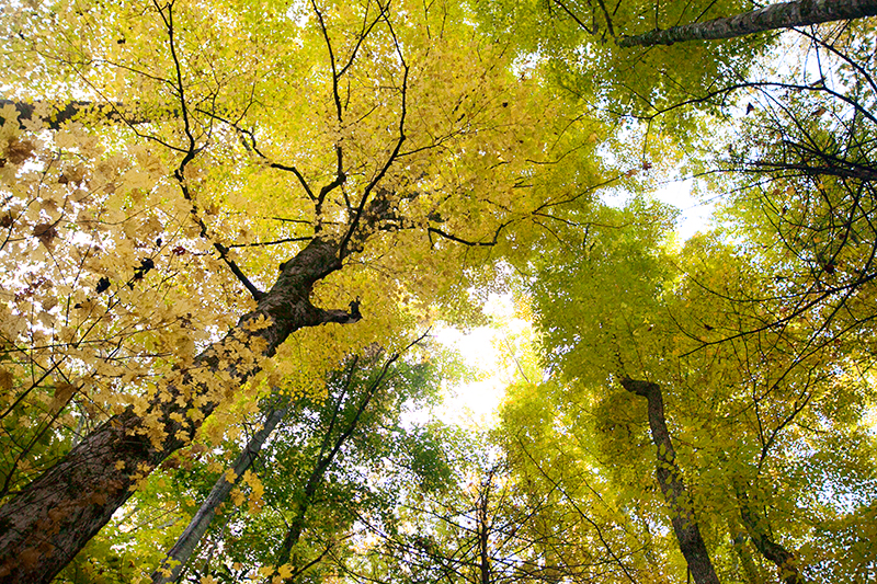 hike to spence field and rocky top in the smoky mountains