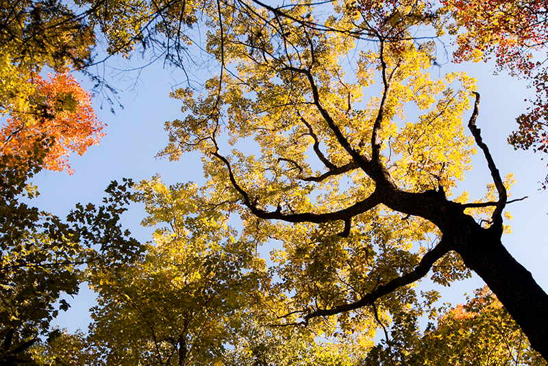 hike to spence field and rocky top in the smoky mountains