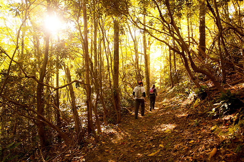 hike to spence field and rocky top in the smoky mountains