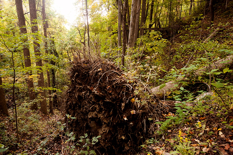 hike to spence field and rocky top in the smoky mountains