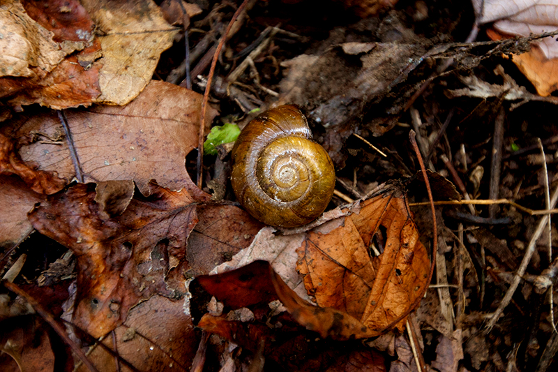 hike to spence field and rocky top in the smoky mountains