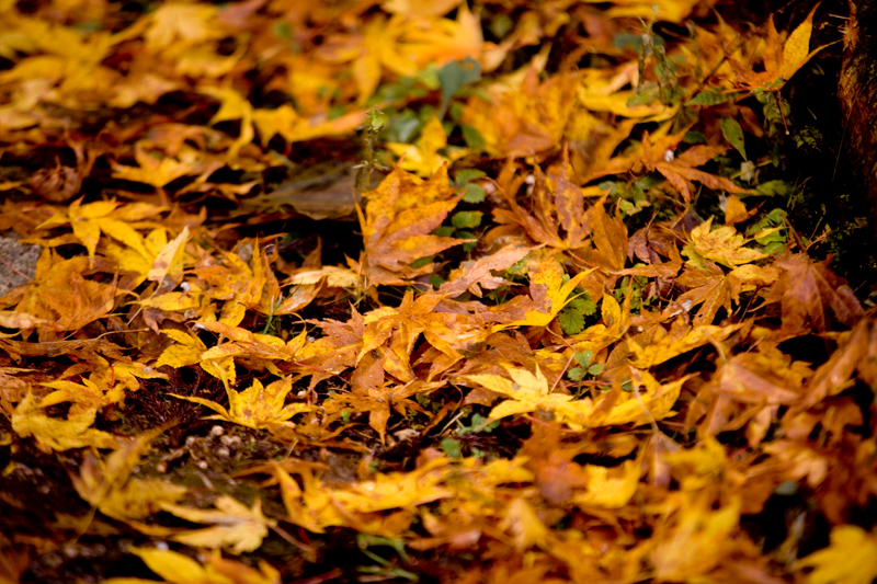 kiso valley nakasendo koyo