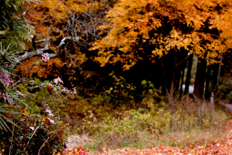 kiso valley nakasendo