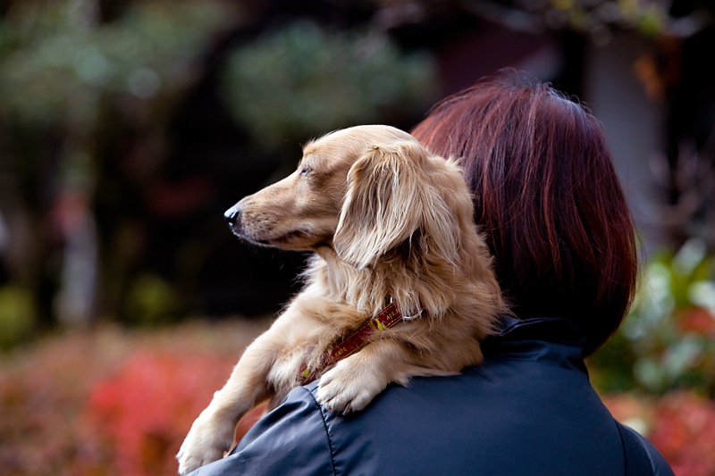 kiso valley tsumago dog