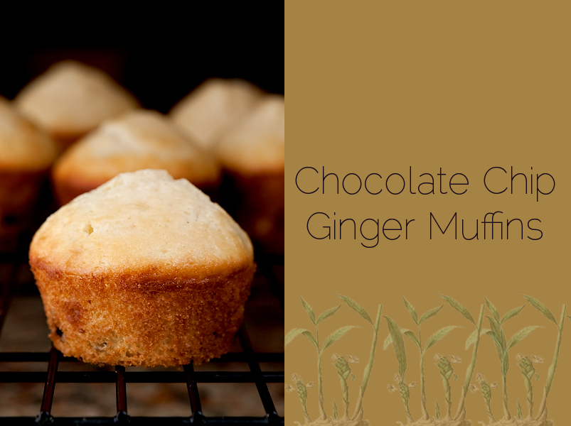 Chocolate chip muffins with crystallized ginger