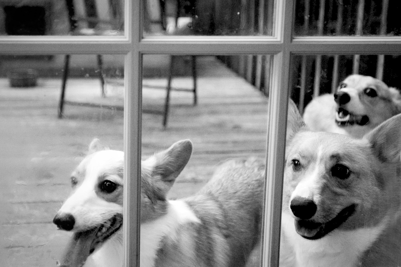 Corgis looking through window