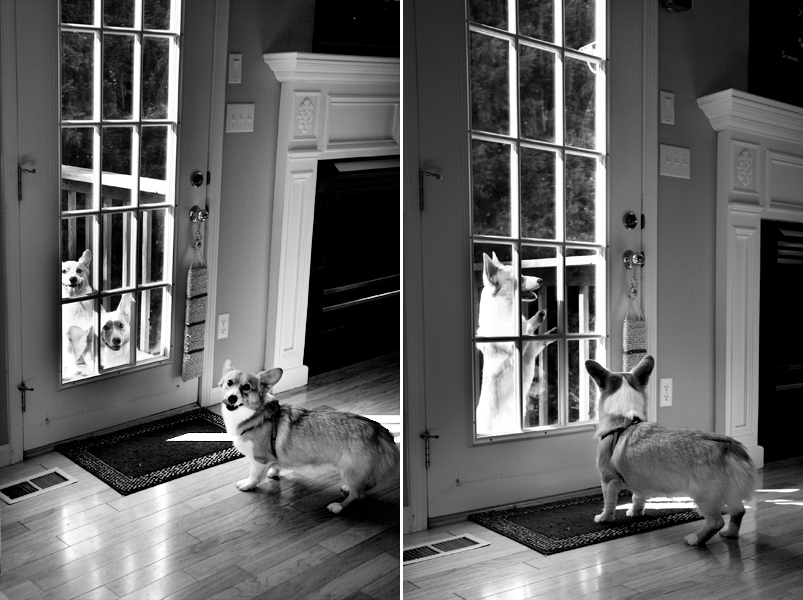 Corgis looking at each other through door