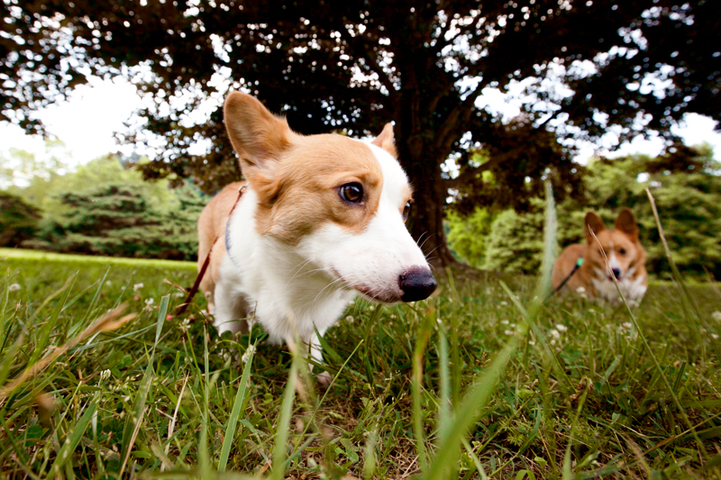 corgis in the grass