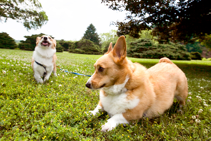 corgis playing outside