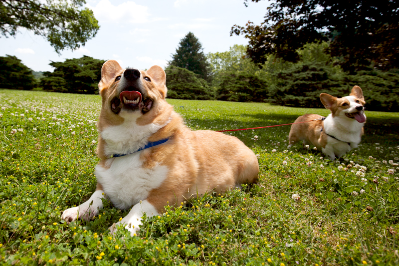 corgis playing outside