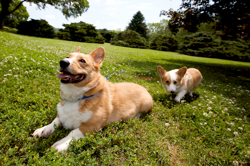 anniversary-with-cranberry-chicken-salad-pretzel-crisps-and-cute-corgis-12