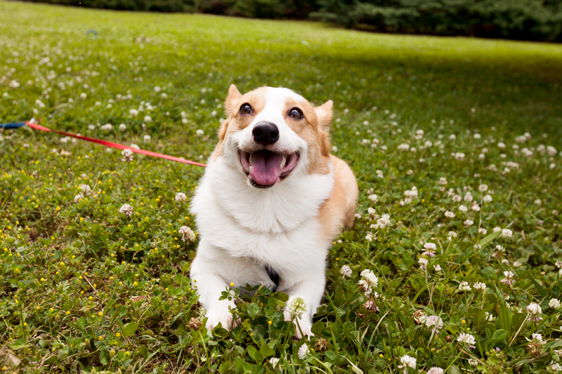 anniversary-with-cranberry-chicken-salad-pretzel-crisps-and-cute-corgis-13