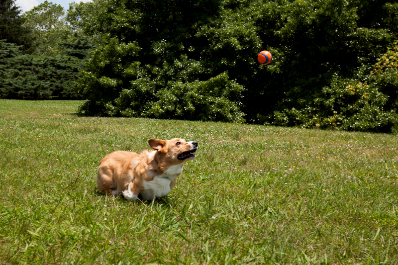 corgi trying to catch a ball