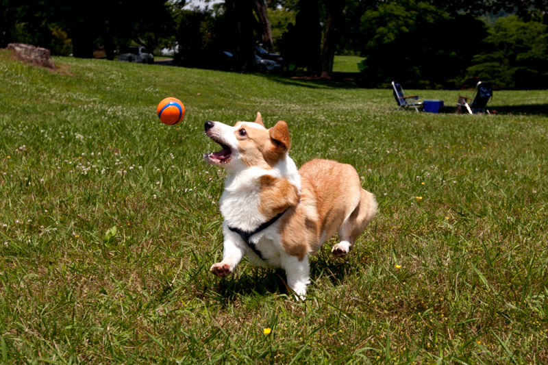 corgi catching a tennis ball