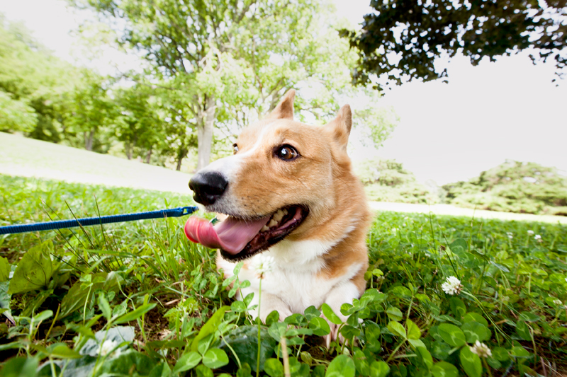 corgi resting in the shade