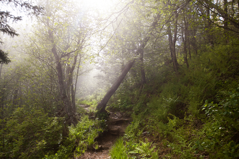 smoky-mountain-hiking-trails-charlies-bunion-06