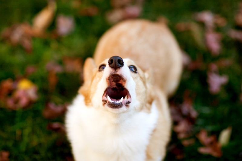 pembroke-welsh-corgi-portrait-dewey-barking