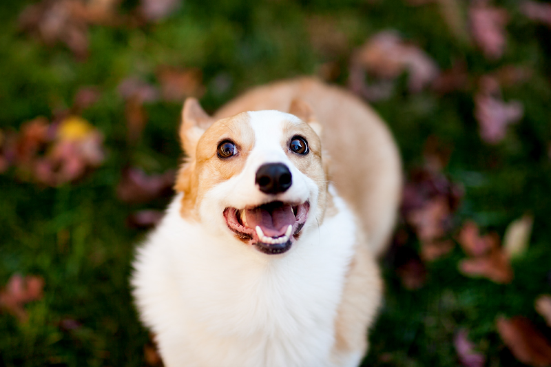 pembroke-welsh-corgi-portrait-dewey-bigsmile