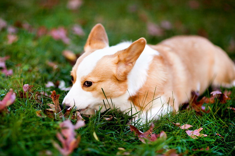 pembroke-welsh-corgi-portrait-dewey-full-02