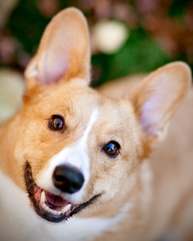 pembroke-welsh-corgi-portrait-dexter-close