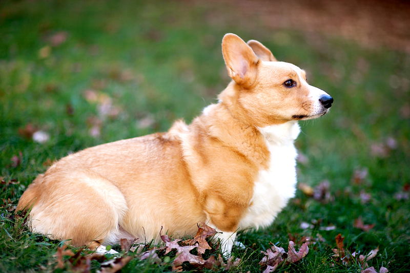 pembroke-welsh-corgi-portrait-dexter-full-1