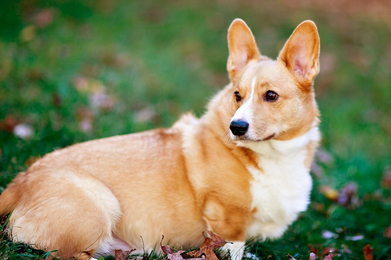 pembroke-welsh-corgi-portrait-dexter-full