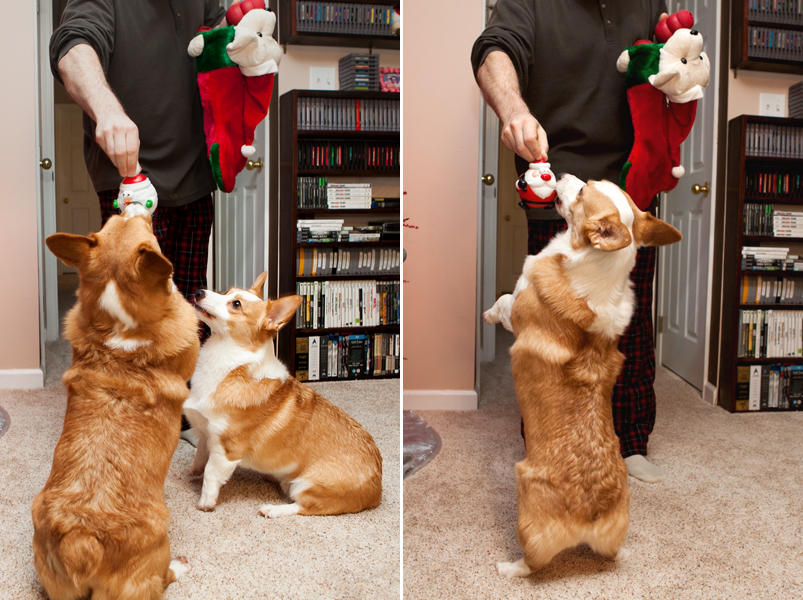 2013-christmas-pembroke-welsh-corgi-01