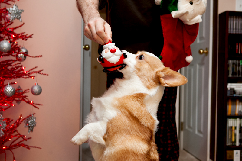 2013-christmas-pembroke-welsh-corgi-02