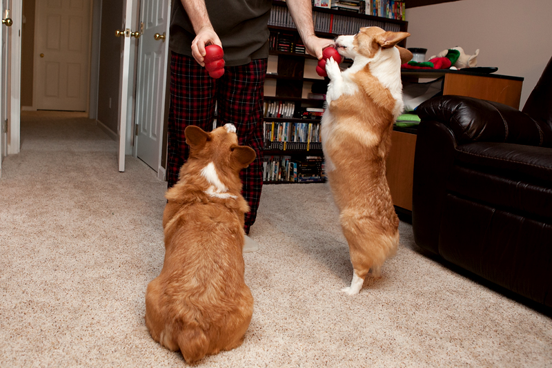 2013-christmas-pembroke-welsh-corgi-03