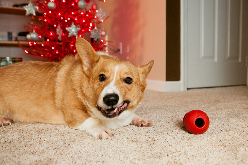 2013-christmas-pembroke-welsh-corgi-04