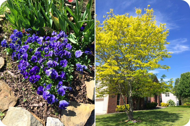 colorful-trees-on-walk