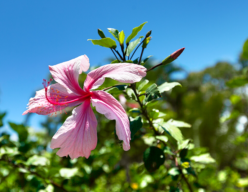 pink hawaiian flower